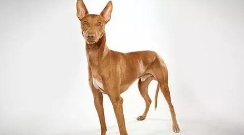 法老王猎犬耐热程度 该犬耐热性好 法老王猎犬耐热程度 该犬耐热性好