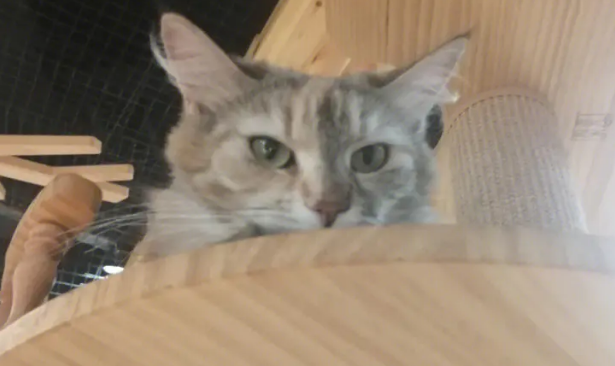 猫咖店是做什么的