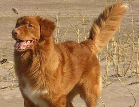 捉鸭高手--新斯科舍诱鸭寻回犬 捉鸭高手--新斯科舍诱鸭寻回犬