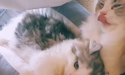 猫咪“早恋”被主人发现,本想“大发雷霆”,猫:单身狗看够了没 猫咪“早恋”被主人发现,本想“大发雷霆”,猫:单身狗看够了没