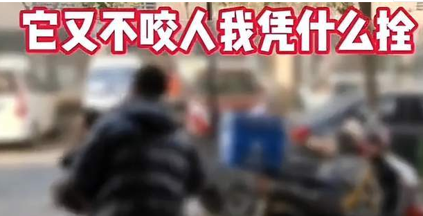 天津女子遛狗不牵绳引争执，法律责任与邻里和谐如何平衡？ 