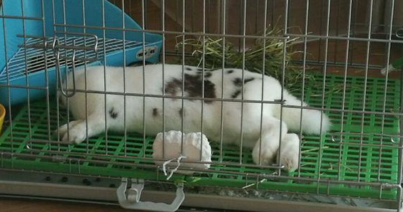 小兔子死亡姿势看死因