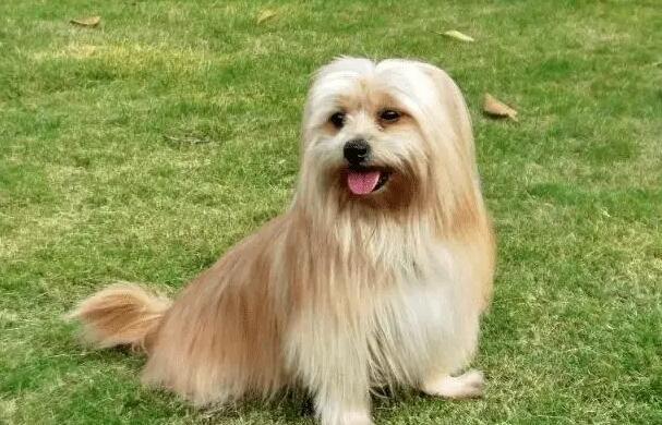拉萨犬吃什么好 需记住几样不能吃的东西 拉萨犬吃什么好 需记住几样不能吃的东西
