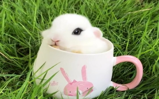 茶杯兔为什么不能养