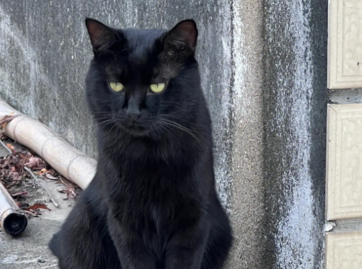 关于黑猫的10件事，你知道几件？