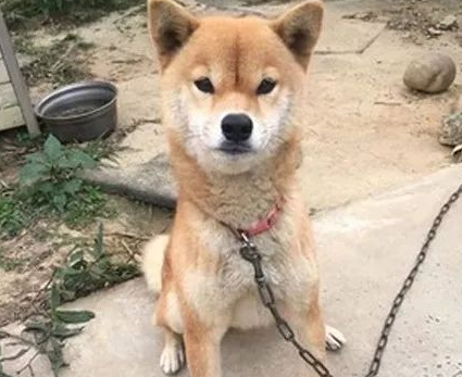 重伤幼犬突然闯入家中,柴犬不仅把窝让给它,还站在门外守护! 重伤幼犬突然闯入家中,柴犬不仅把窝让给它,还站在门外守护!