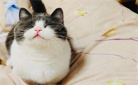 肖战的猫坚果贵吗图片