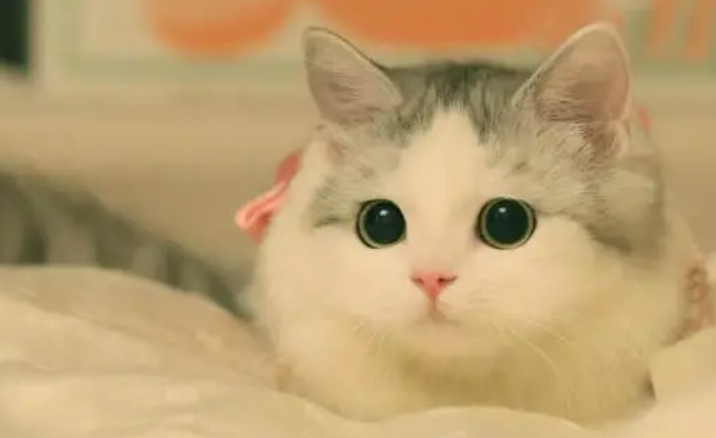 养猫人最易患的6种疾病!几乎无人幸免…… 养猫人最易患的6种疾病!几乎无人幸免……
