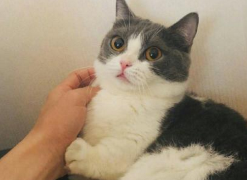 肖战的两只猫 肖战的两只猫