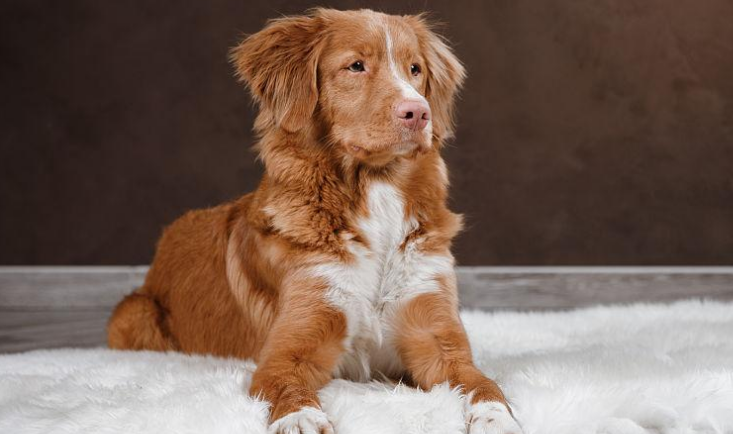 百科 | 新斯科舍诱鸭寻回猎犬，会“钓鸭子”的“小号金毛”？