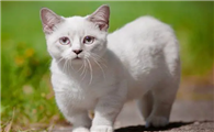 侏儒猫一般能长几斤重