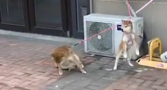 泰迪跟两只拴绳狗炫耀，第一只狗冲向泰迪，第二只狗的状态尴尬了