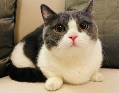 肖战的猫叫什么名 肖战的猫叫什么名