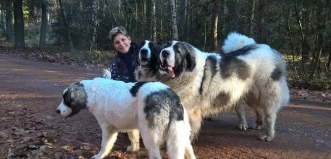 比利牛斯獒犬鉴赏 比利牛斯獒犬鉴赏