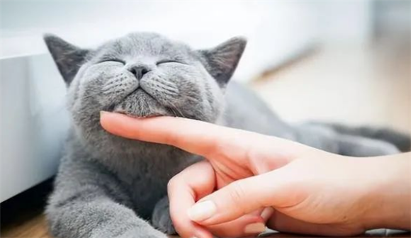 养猫最实际的8个好处，你都知道吗？