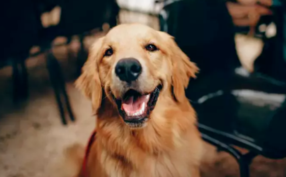 科学家在黄金猎犬身上发现"神秘长寿基因"有助人类抗癌