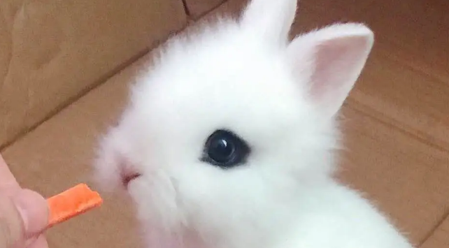茶杯兔和侏儒兔哪个贵 茶杯兔和侏儒兔哪个贵