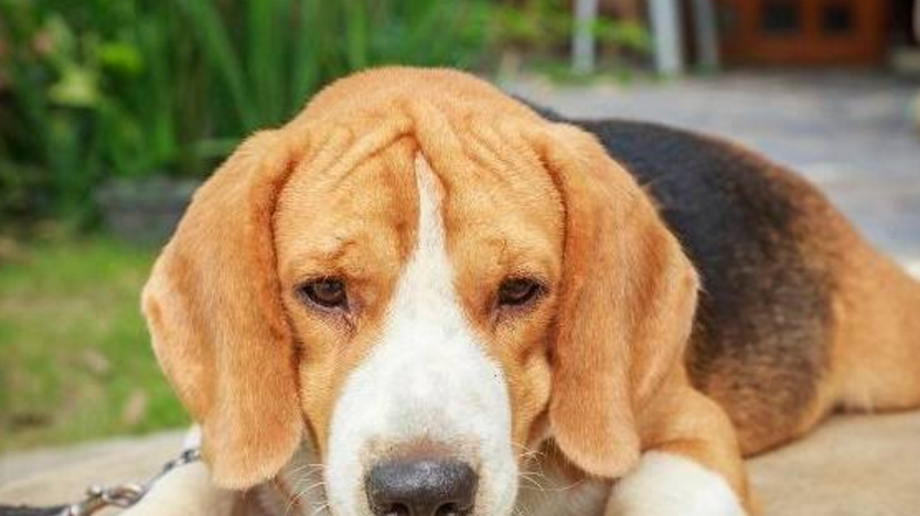 男童被狗咬狂犬病发作学狗叫？网友：漫威电影了解一下……