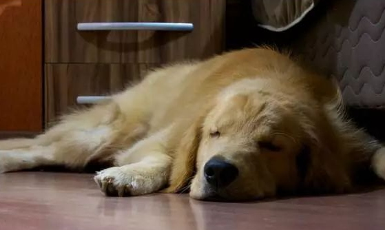黄金猎犬天天到邻居家午睡...主人塞小纸条感谢揭“可爱真相” 黄金猎犬天天到邻居家午睡...主人塞小纸条感谢揭“可爱真相”