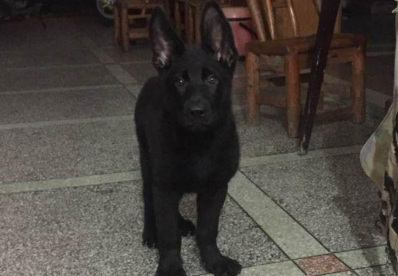 马犬什么颜色的好看 马犬什么颜色的好看