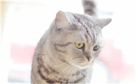 最像tom的猫