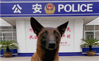 流浪狗也能考编吗？现役警犬现身说法