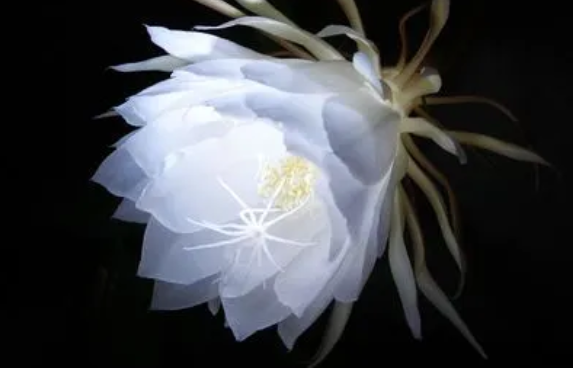 昙花有几种颜色 昙花有几种颜色