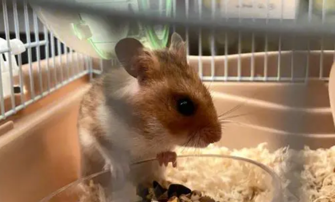 仓鼠的血里有病毒吗 仓鼠的血里有病毒吗