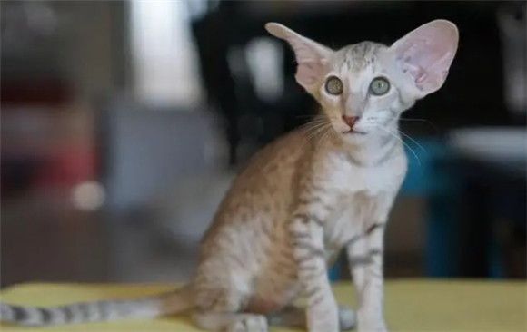 东方短毛猫建议养吗 东方短毛猫建议养吗