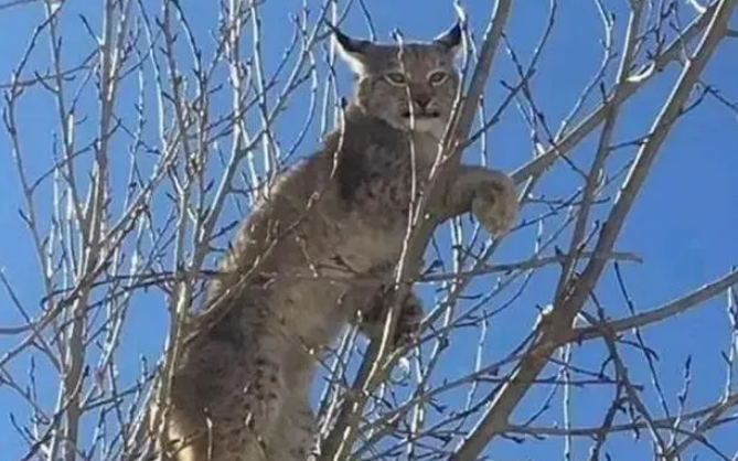 青海一只猞猁被狗追，吓得爬上电线杆躲，猞猁为什么不怕狼却怕狗