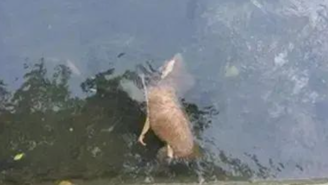 流浪狗刚享受几小时温暖,就被活活打死,扔进了排水沟 流浪狗刚享受几小时温暖,就被活活打死,扔进了排水沟