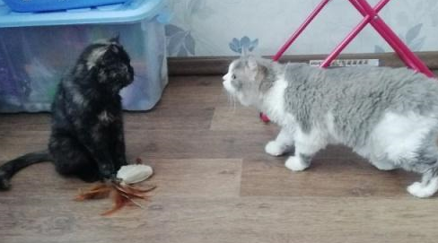 2岁加菲猫突遭主人遗弃,在收容所里难过到吃不下饭,让人心疼 2岁加菲猫突遭主人遗弃,在收容所里难过到吃不下饭,让人心疼