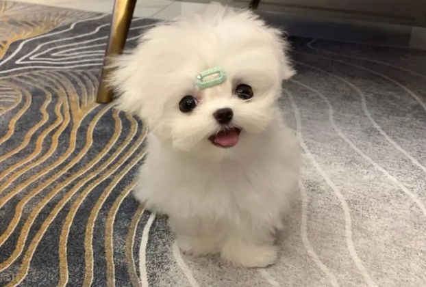 马尔济斯犬为什么这么可爱