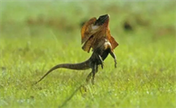 印尼伞蜥和澳洲伞蜥区别