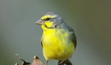 金青公鸟几个月能大旺 金青公鸟几个月能大旺