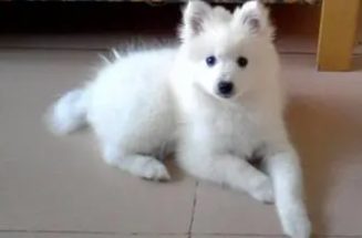银狐胆小吗