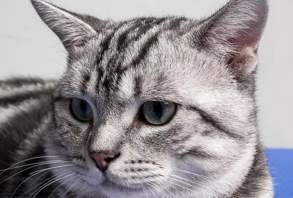 猫咪吭哧像呛到是怎么回事?快进来看看吧! 猫咪吭哧像呛到是怎么回事?快进来看看吧!