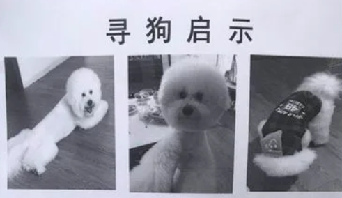 以有偿代寻丢失宠物多次诈骗他人