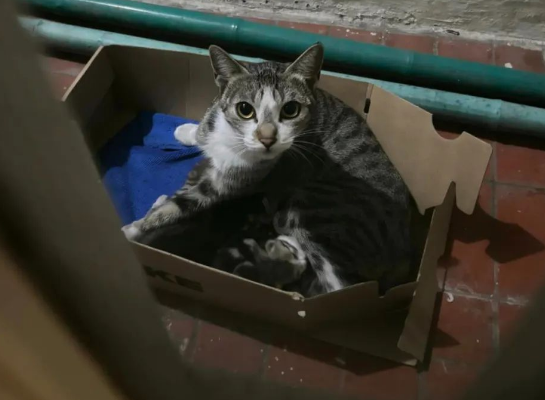 突然听见阳台有奶猫叫声,一看两只没断奶的小猫在地上,而猫妈妈... 突然听见阳台有奶猫叫声,一看两只没断奶的小猫在地上,而猫妈妈...