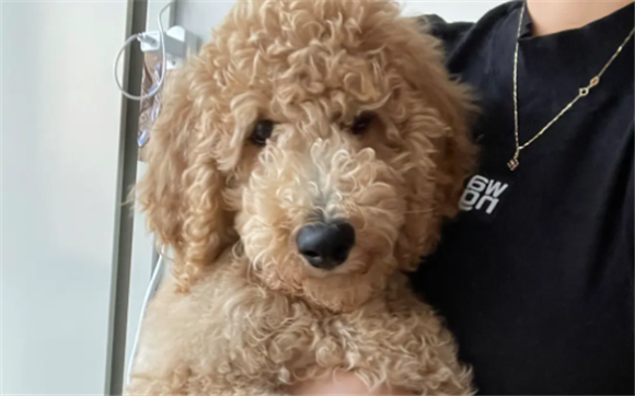 大的贵宾犬图片 大的贵宾犬图片