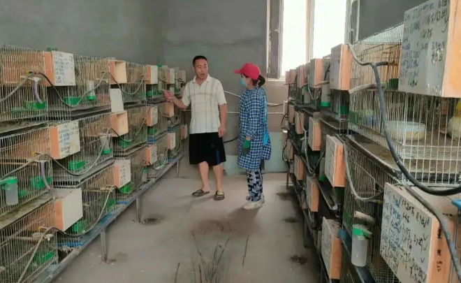 养鸟也是条致富好门路