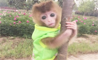中国可以养袖珍石猴吗