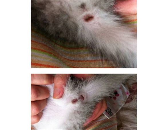 蓝猫怎么分公母图解 蓝猫怎么分公母图解