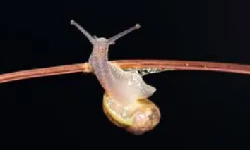 蜗牛是益虫还是害虫
