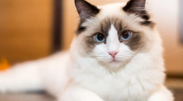 你知道吗，猫咪其实也有“MBTI”