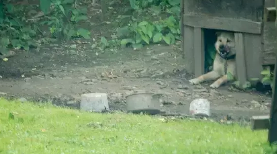 被锁在破旧的狗屋里3年，它从未感受过当宠物的滋味