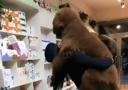 超大的巨贵犬以为自己是只小泰迪,非要主人抱抱,女孩已哭! 超大的巨贵犬以为自己是只小泰迪,非要主人抱抱,女孩已哭!