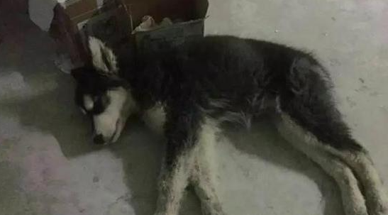 一只等死的阿拉斯加,被哈士奇发现后,竟开始狗生逆转 一只等死的阿拉斯加,被哈士奇发现后,竟开始狗生逆转