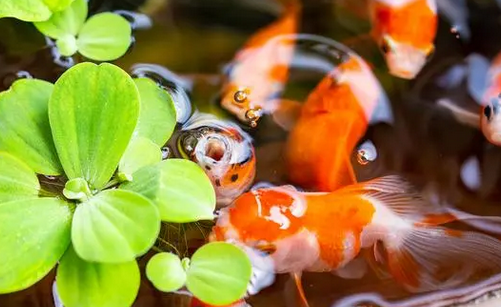 养鱼养水的正确方法 养鱼养水的正确方法