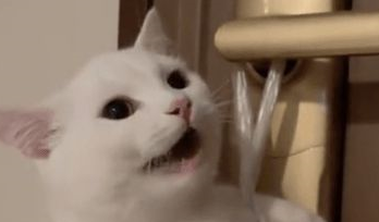 猫咪找小母猫被挂门把手上,网友:铲屎官嫉妒猫咪有对象自己没有 猫咪找小母猫被挂门把手上,网友:铲屎官嫉妒猫咪有对象自己没有